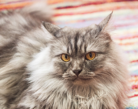 Grey cat's face, close-upの写真素材