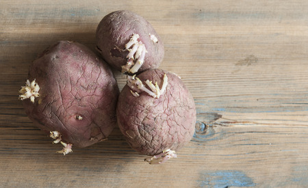 Sprouted organic potatoes for planting on a wooden surfaceの写真素材
