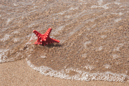 Starfish on sandy beach with foam of waveの写真素材