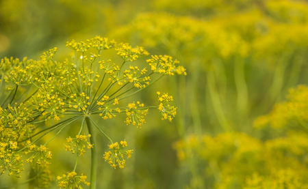 Background with dill umbrella closeup. Garden plantの写真素材