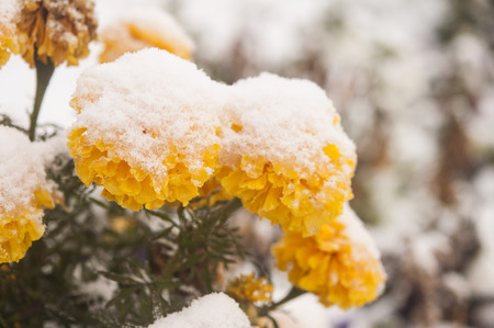 autumn blooming flowers covered with snow. frozen flowers covered with frost.の写真素材