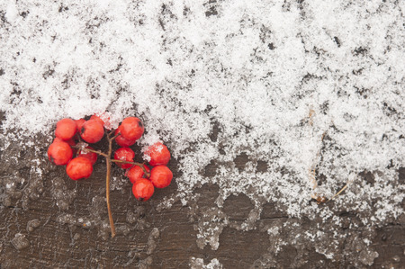 Close up of bunches of rowan berries with ice crystalsの写真素材
