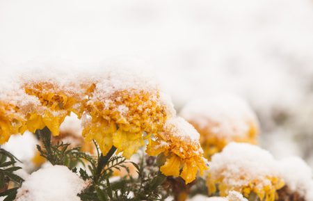 autumn blooming flowers covered with snow. frozen flowers covered with frost.の写真素材