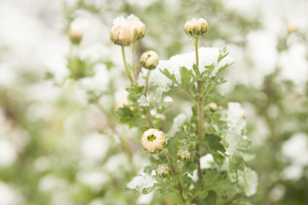 autumn blooming flowers covered with snow. frozen flowers covered with frost.の写真素材