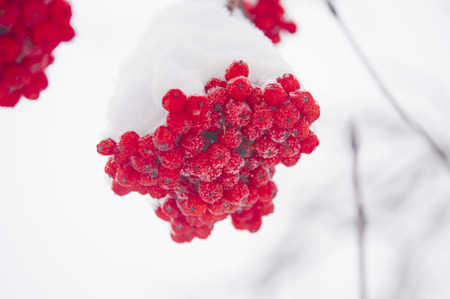 Red bunches of rowan covered with the first snowの写真素材