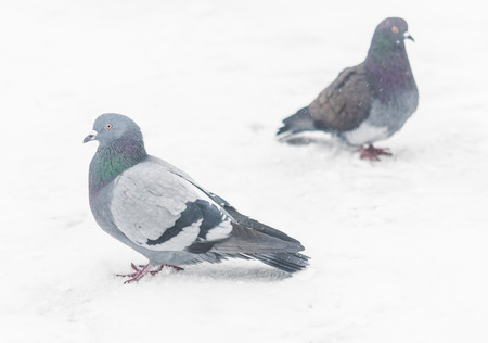 A lonely gray dove sits on the snowyの写真素材