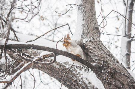 red squirrel on a tree branch in winter. Squirrel sitting on a tree against a snowy forestの写真素材