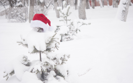 Christmas background with frosty pine tree with red Santa hatの写真素材