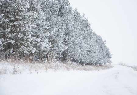 Winter background. A coniferous tree in hoarfrost and snowの写真素材