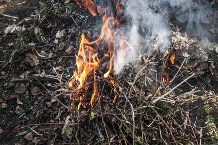 Burning dry grass in the garden in springの写真素材