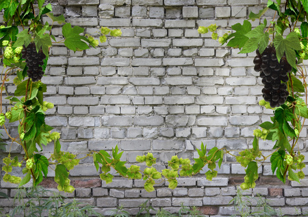 Frame made of wild grapes and fresh green hops with cones with copy space on a wooden background.の写真素材