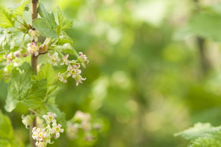Flowering bush of currant with green leaves in the garden. Spring time season.の写真素材