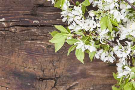 image of spring white cherry blossoms tree on wooden table. Top view.の写真素材