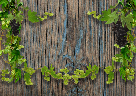 Frame made of wild grapes and fresh green hops with cones with copy space on a wooden background.の写真素材