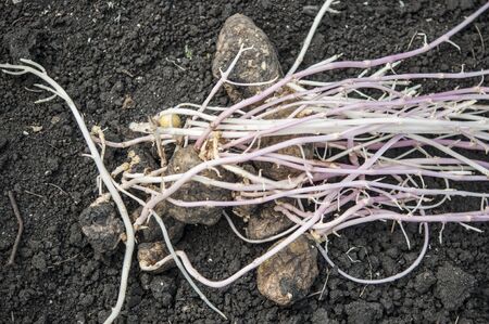 prepared germinating potato in the planting process