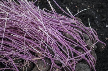 prepared germinating potato in the planting process