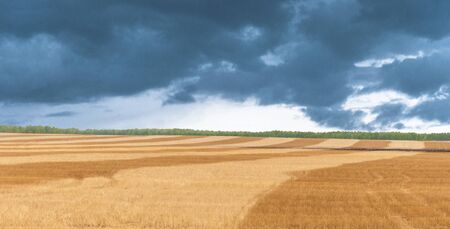 Summer landscape - wheat field at sunsetの写真素材
