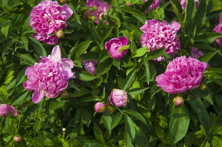 Beautiful pink peonies in the garden. Freshly bloomed pink peonies in the garden. Summer time background.の写真素材