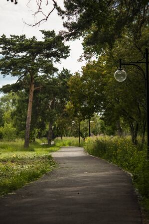 Small path inside a park, grass and tree trunk. Empty space.