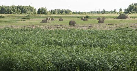 Hay roll on a meadow on a hot summery day with puffy clouds on a deep blue sky