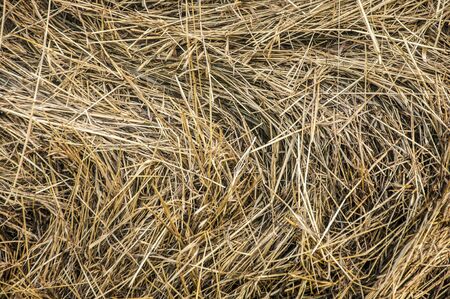 Texture of dry straw twisted into rolls. Yellow background of dry stalks of wheat.の写真素材