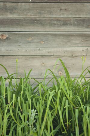 vintage old wooden fence with green grassの写真素材