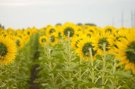 nice and warm in summer field with blooming sunflower blossoms.の写真素材