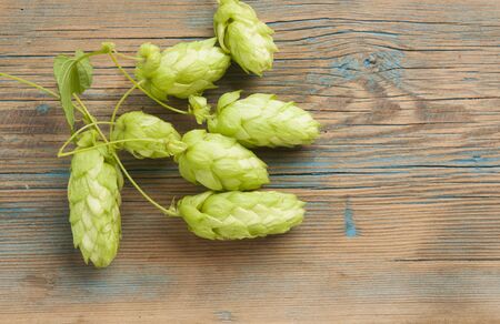 Hop twig over old wooden table background. Vintage style. Beer production ingredient.