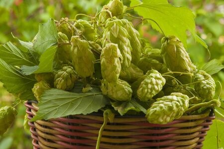 Hops cones or strobiles of the hop plant Humulus lupulus. Used as ingredient in beer.