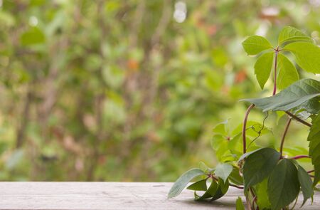 Vine leaves border on wooden background. Green grape leafの写真素材