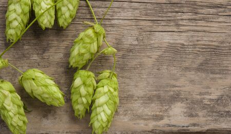 Hop twig over old wooden table background. Vintage style. Beer production ingredient.
