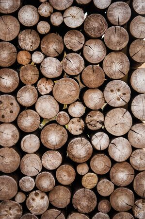 texture of wood log pile background