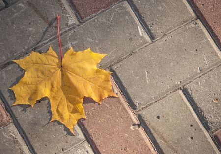 Big orange maple leaf on the green grass backgroundの写真素材