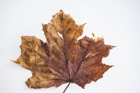 Autumn maple branch with leaves with shadow on white backgroundの写真素材
