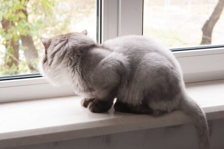 The gray cat sits on a window sill and looks around herselfの写真素材