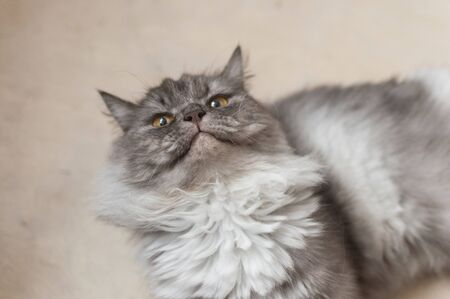 Close up view of gray cute kitten. Pets and lifestyle concept.の写真素材