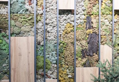 colorful moss texture  on the old wall texture. For background 