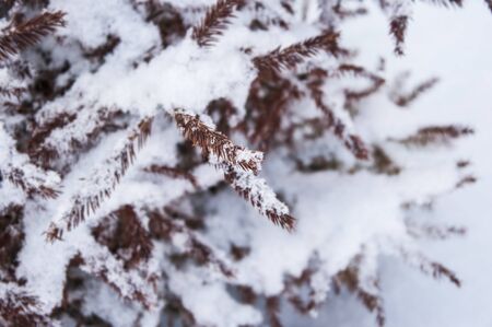 Snow-covered branches of spruce on a light background. Snowy winterの写真素材