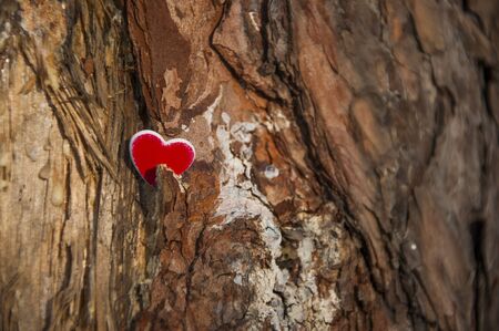 Small Valentine's day heart on the old tree bark.