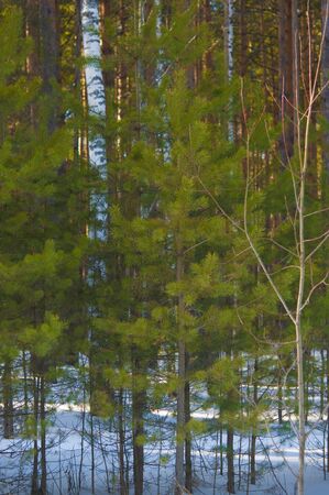 Winter day in a pine forest.の写真素材