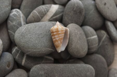 Collection of grey pebbles with sea shell on white wood planks. Natural background.Top view の写真素材