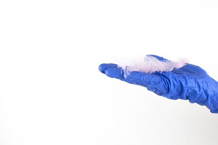 hand in a blue disposable glove holds pink birt feather on white wall background, copy spaceの写真素材