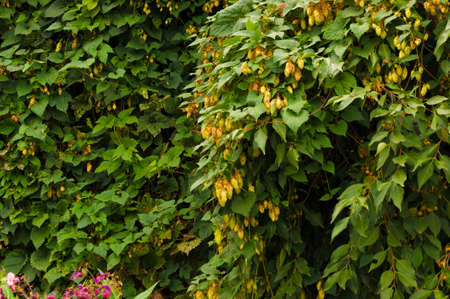 Hops - flowers of the hop plant Humulus lupulus