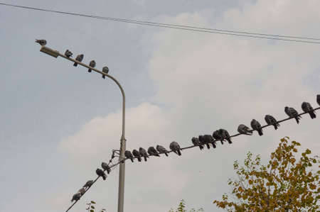 Pigeon on the electric wire.の写真素材