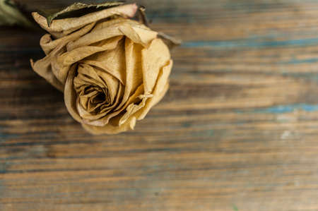 Pile of pink dried roses on old rustic wooden background as border.の写真素材