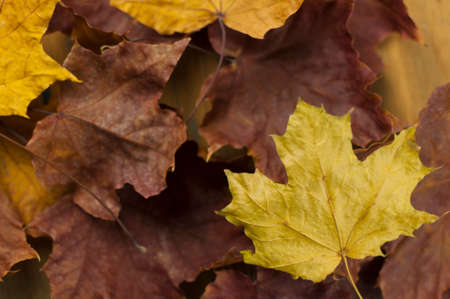 Closeup of red maple leaf on old wood plank