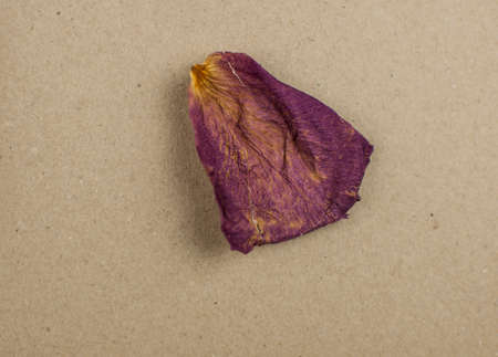 dry rose petals on brown backgroundの写真素材