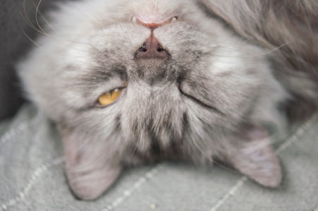longhair gray cat sleeping on a sofa in a home setting.