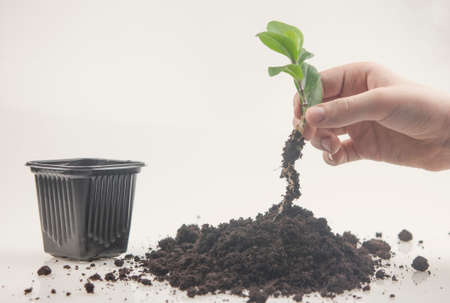 Child hand showing clear root of houseplant rose, ready of transplanting into a pot.の写真素材