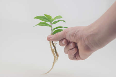 Child hand showing clear root of houseplant rose, ready of transplanting into a pot.の写真素材